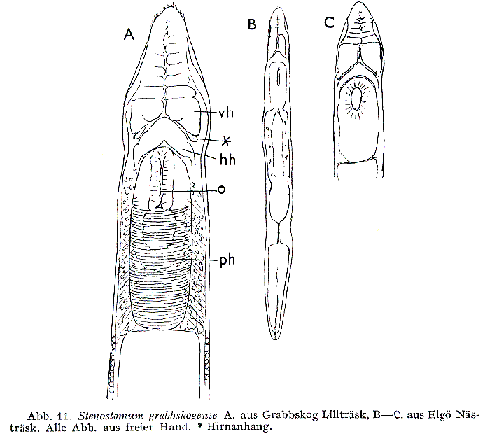 Stenostomum grabbskogense