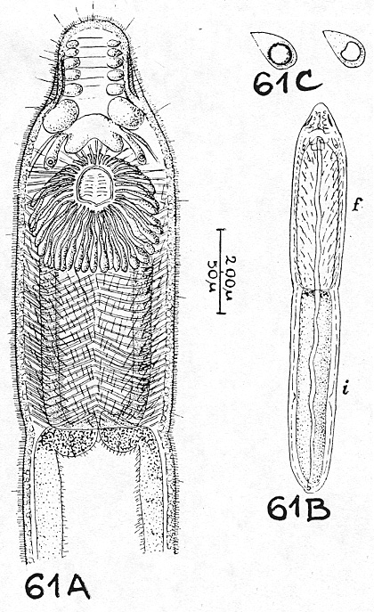 Stenostomum hemisphericum