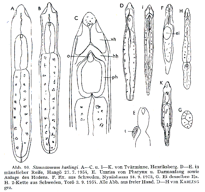 Stenostomum karlingi