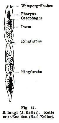 Stenostomum langi