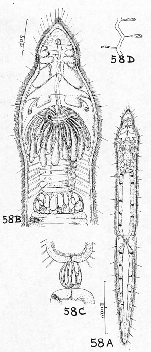 Stenostomum rosulatum