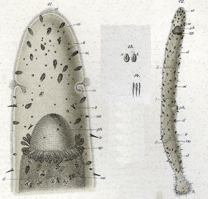 Stenostomum sieboldi