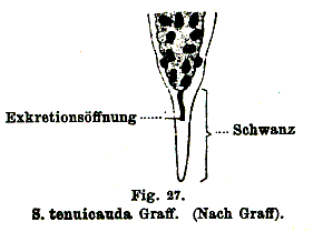 Stenostomum tenuicauda