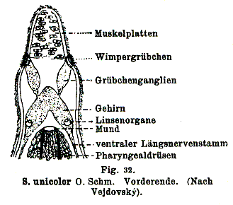 Stenostomum unicolor