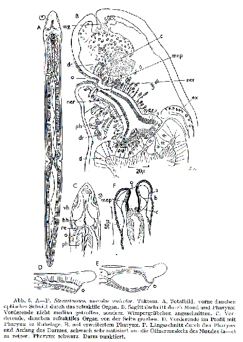 Stenostomum unicolor unicolor