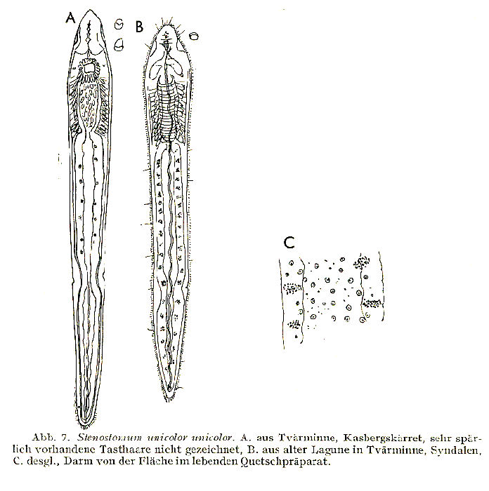 Stenostomum unicolor unicolor