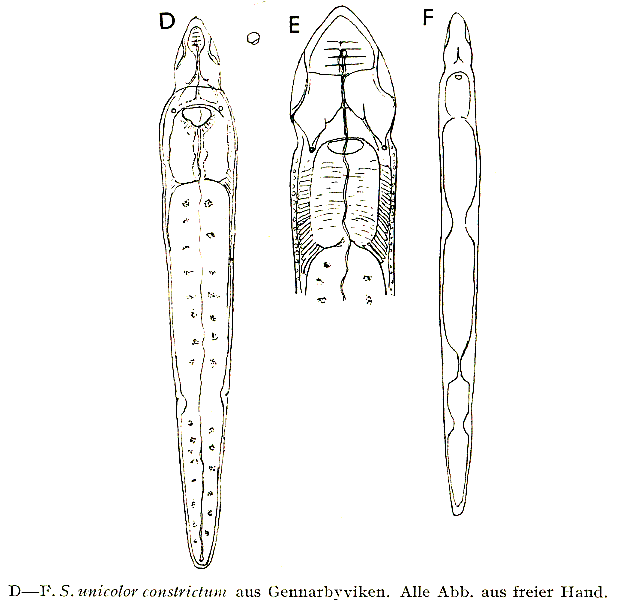 Stenostomum unicolor constrictum