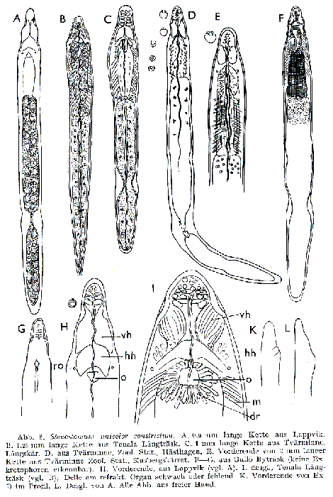 Stenostomum unicolor constrictum