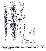 Myostenostomum bulbocaudatum