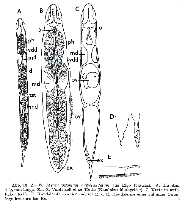 Myostenostomum bulbocaudatum