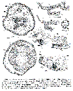 Myostenostomum bulbocaudatum