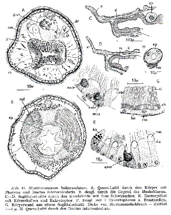 Myostenostomum bulbocaudatum