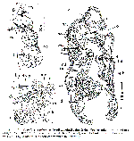 Myostenostomum bulbocaudatum