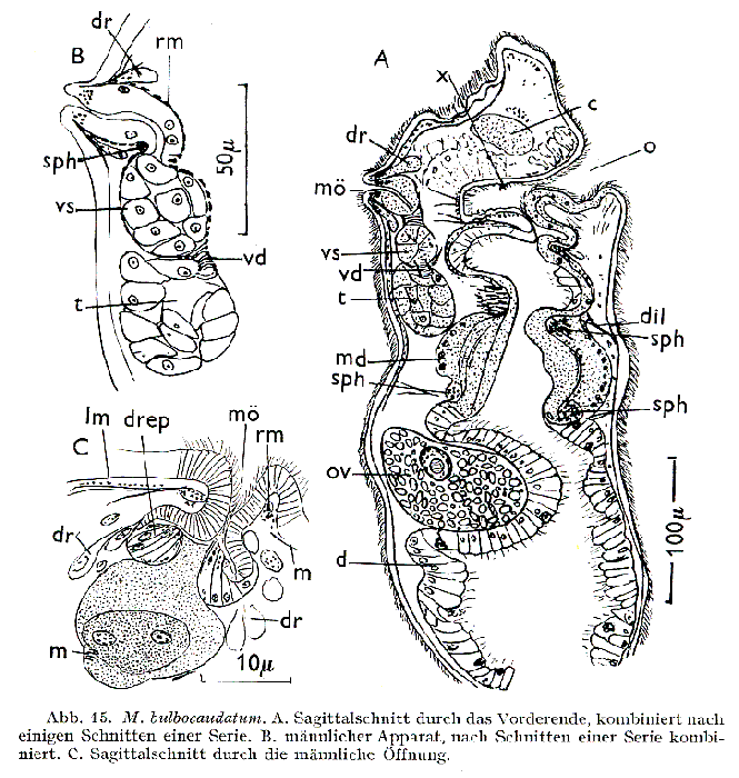 Myostenostomum bulbocaudatum