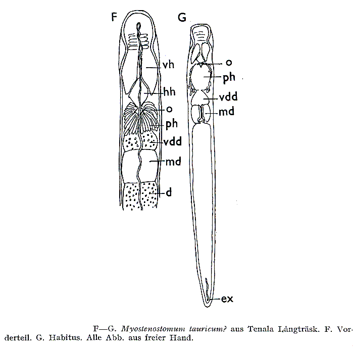 Myostenostomum tauricum