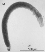 Fig 7 M