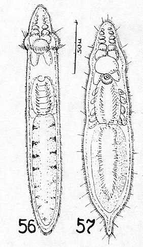 Rhynchoscolex evelinae