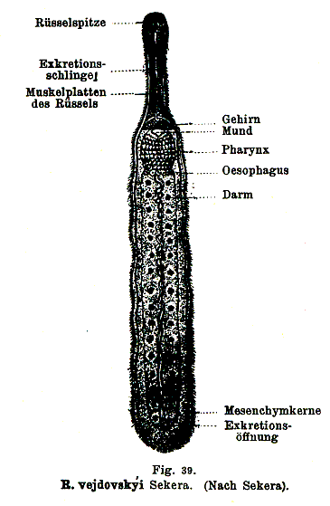 Rhynchoscolex vejdovskyi