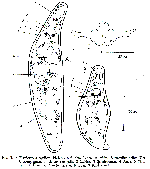 Tyrrheniella sigillata