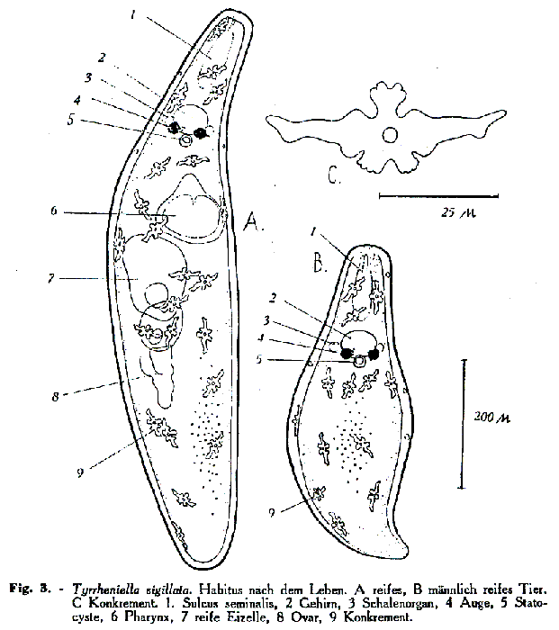 Tyrrheniella sigillata