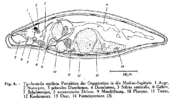 Tyrrheniella sigillata