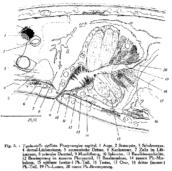 Tyrrheniella sigillata