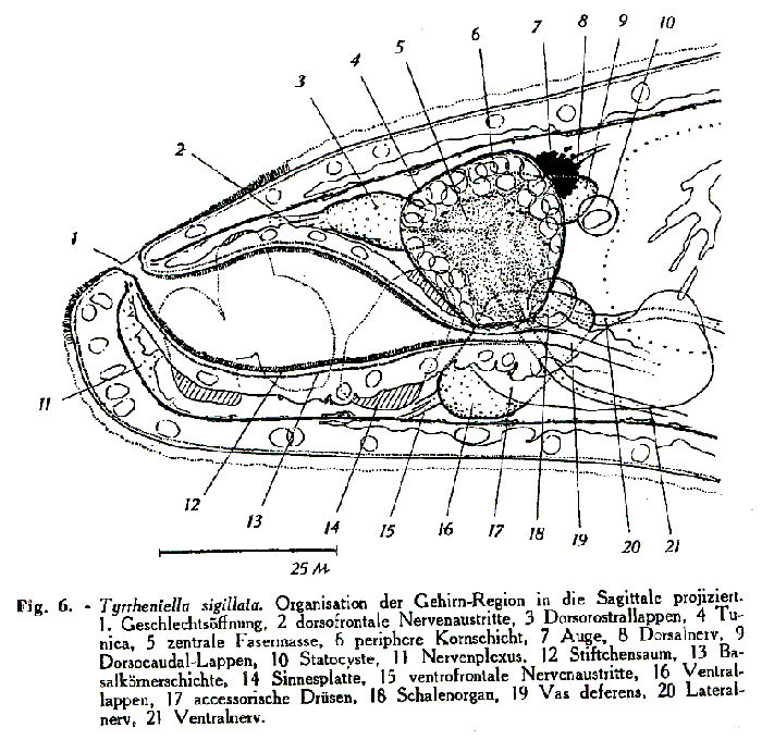 Tyrrheniella sigillata