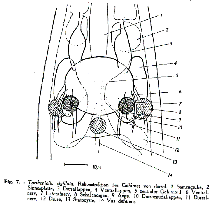 Tyrrheniella sigillata