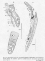 Platyhelminthes (flatworms)