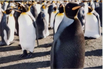 melanic king penguins