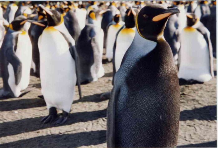 melanic king penguins melanic king penguins