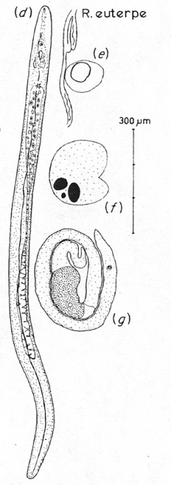 Retronectes euterpe