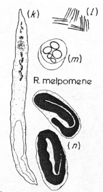 Retronectes melpomene