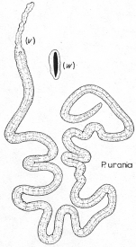 Paracatenula urania