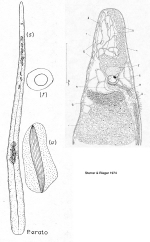 Paracatenula erato