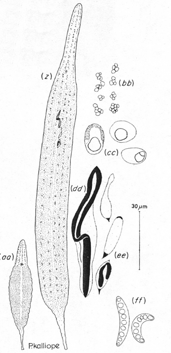 Paracatenula kalliope