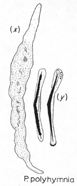 Paracatenula polyhymnia