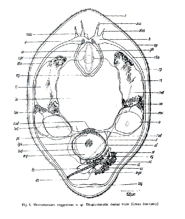 Macrostomum aegyptium