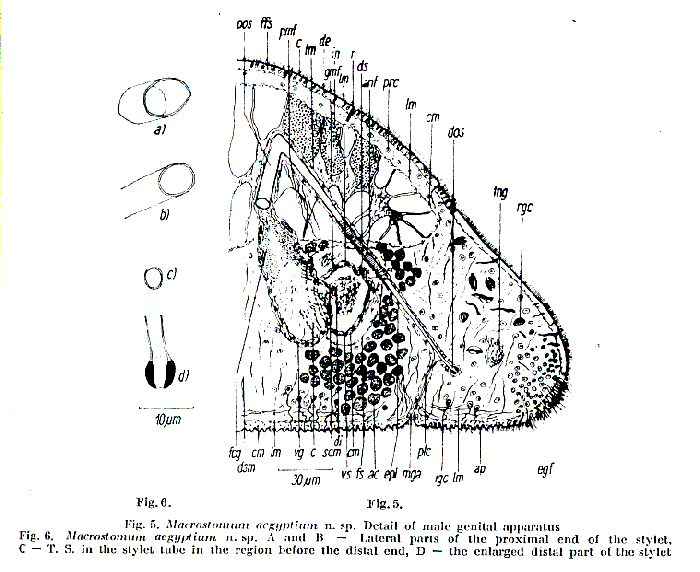 Macrostomum aegyptium