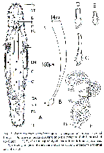 Macrostomum amaniense