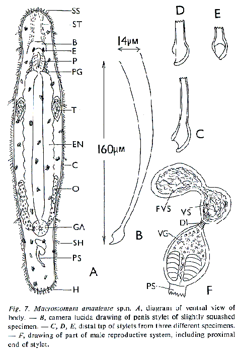 Macrostomum amaniense