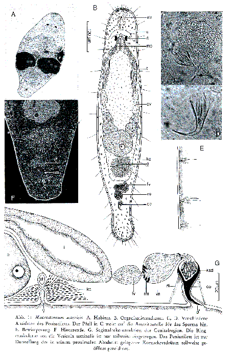 Macrostomum astericis