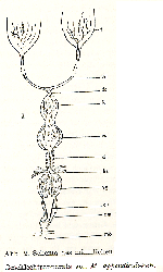 Macrostomum appendiculatum