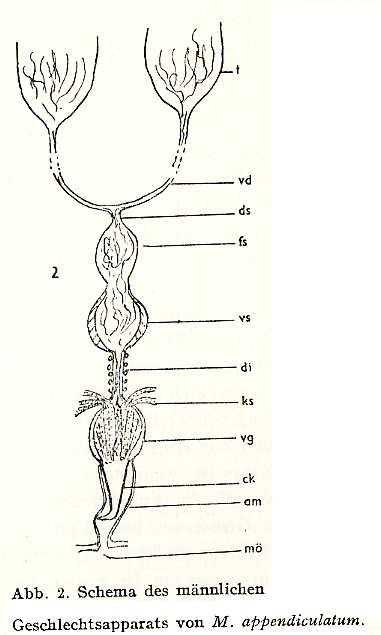 Macrostomum appendiculatum