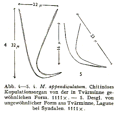 Macrostomum appendiculatum