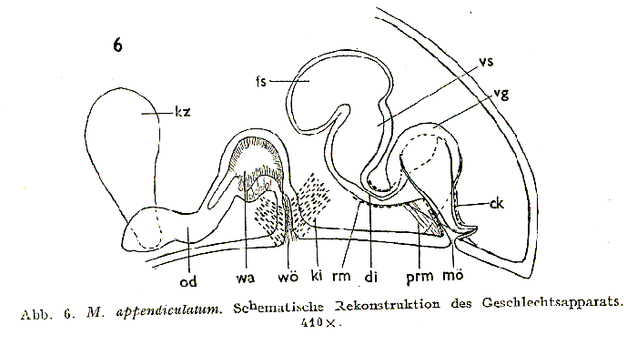 Macrostomum appendiculatum