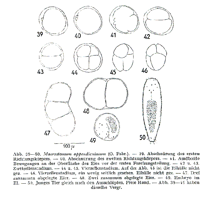 Macrostomum appendiculatum