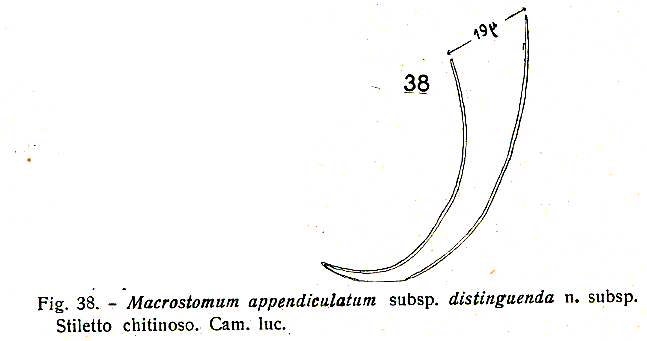 Macrostomum appendiculatum distinguenda