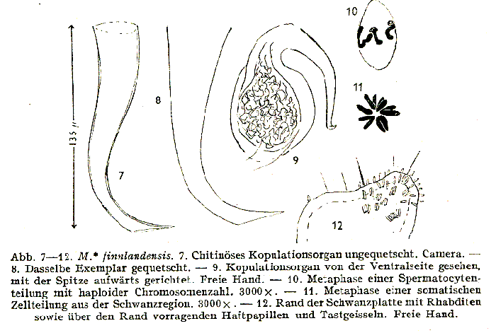 Macrostomum appendiculatum finnlandensis