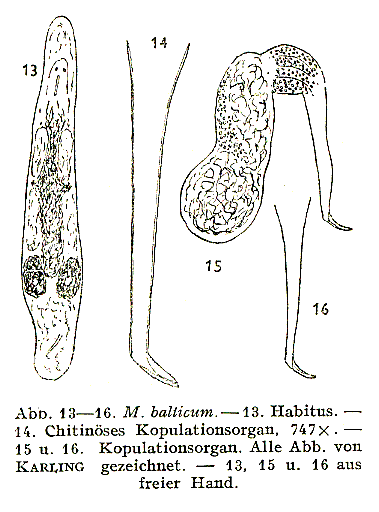 Macrostomum balticum